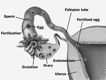 Image result for fertilisation in humans (fertilised egg)